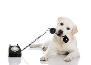 Dog-using-telephone-opt