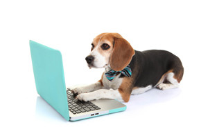 beagle-using-laptop