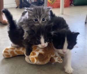 Three kittens with a stuffed giraffe