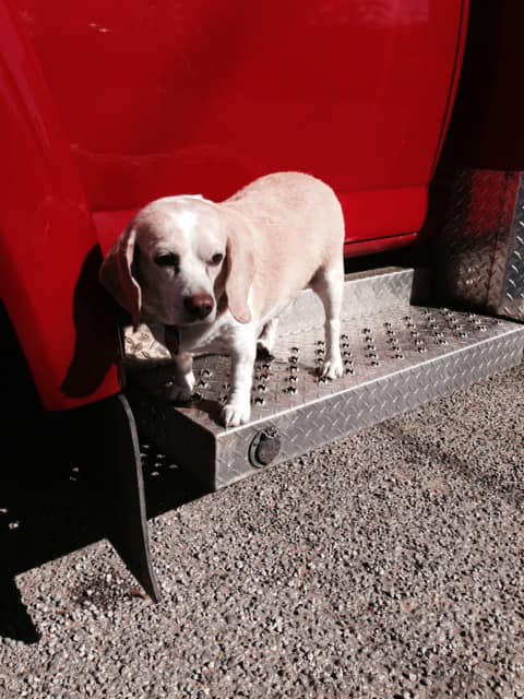 Buddy on the ambulance