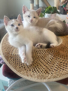 Two handsome cats in a hat