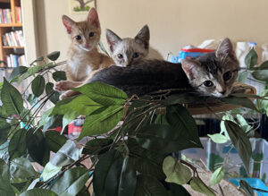 Three kittens