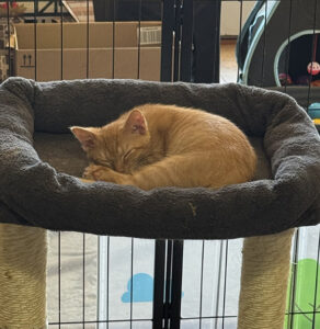 cat sleeping on tower