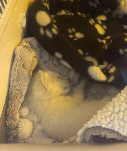 neonate-kittens-in incubator