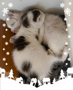 Two Christmas kittens